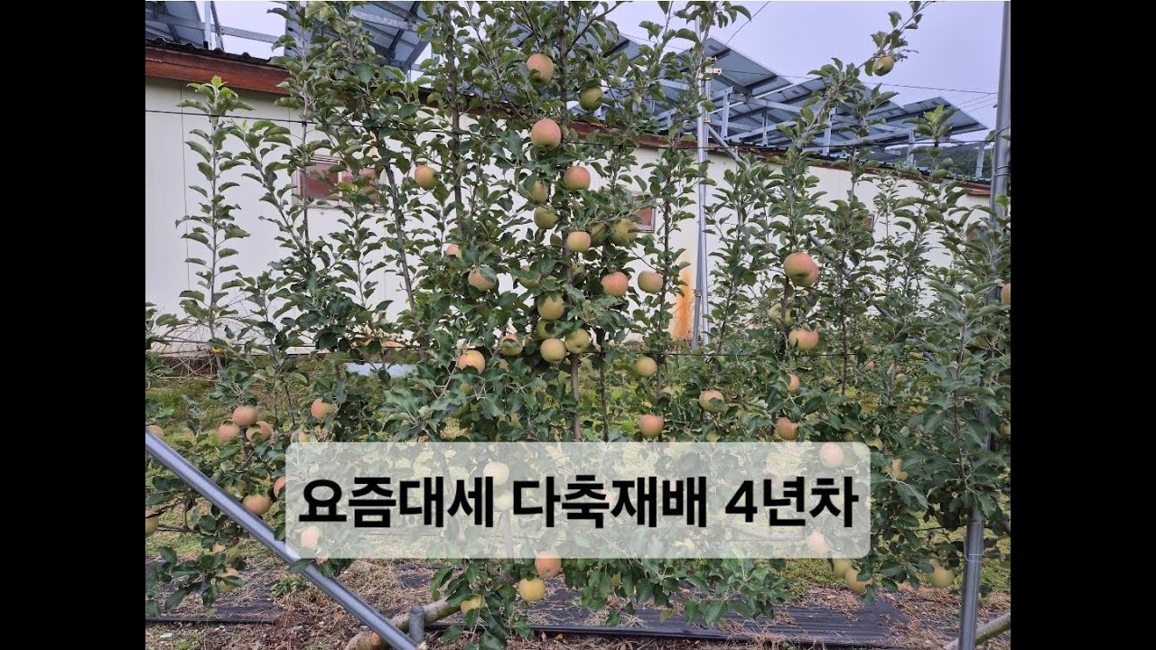 사과다축재배 4년차 경험담