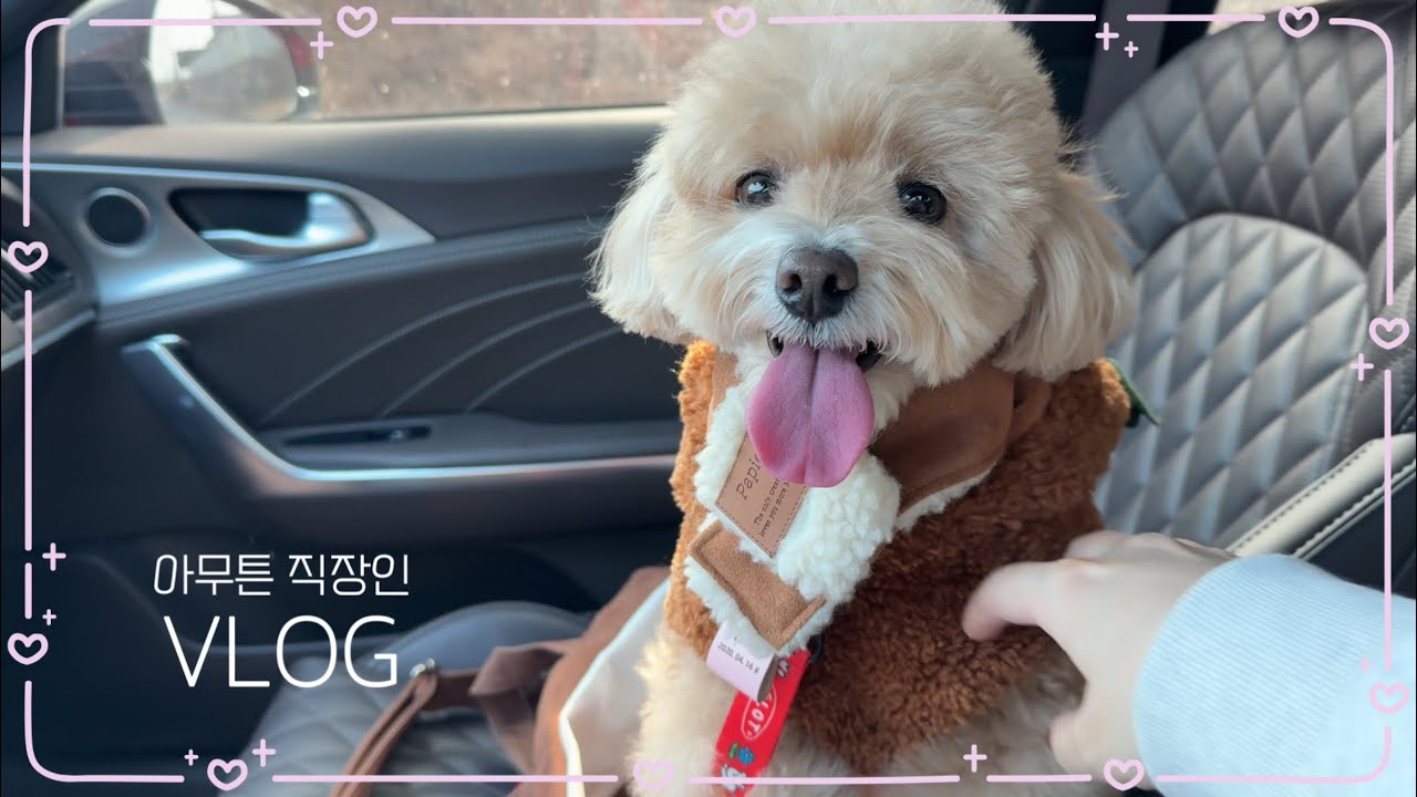 [vlog] 설날 브이로그 🥟 | 쉬는 날은 강아지의 것 🐶 | 강아지와 애카가서 설날 보내기🧧 | 업무 복귀하고 요가가는 하루🧘🏻‍♀️