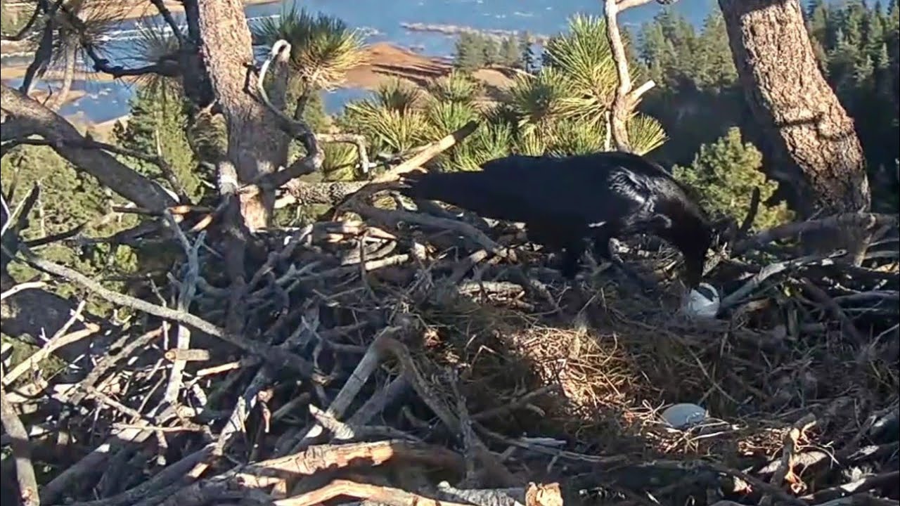 FOBBV CAM~Not again! 😭Not again! A Raven raid! Jackie's eggs are eaten by Raven~3:26 PM 2026/01/30