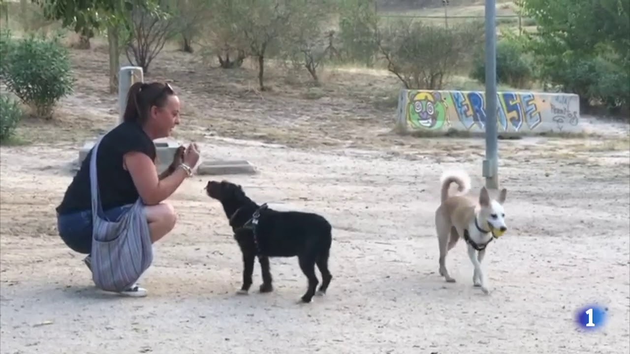 Problemas con tu perro en el parque canino y con la correa