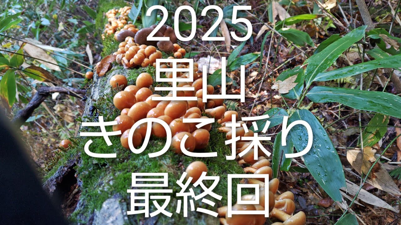2025 里山 きのこ採り 最終回