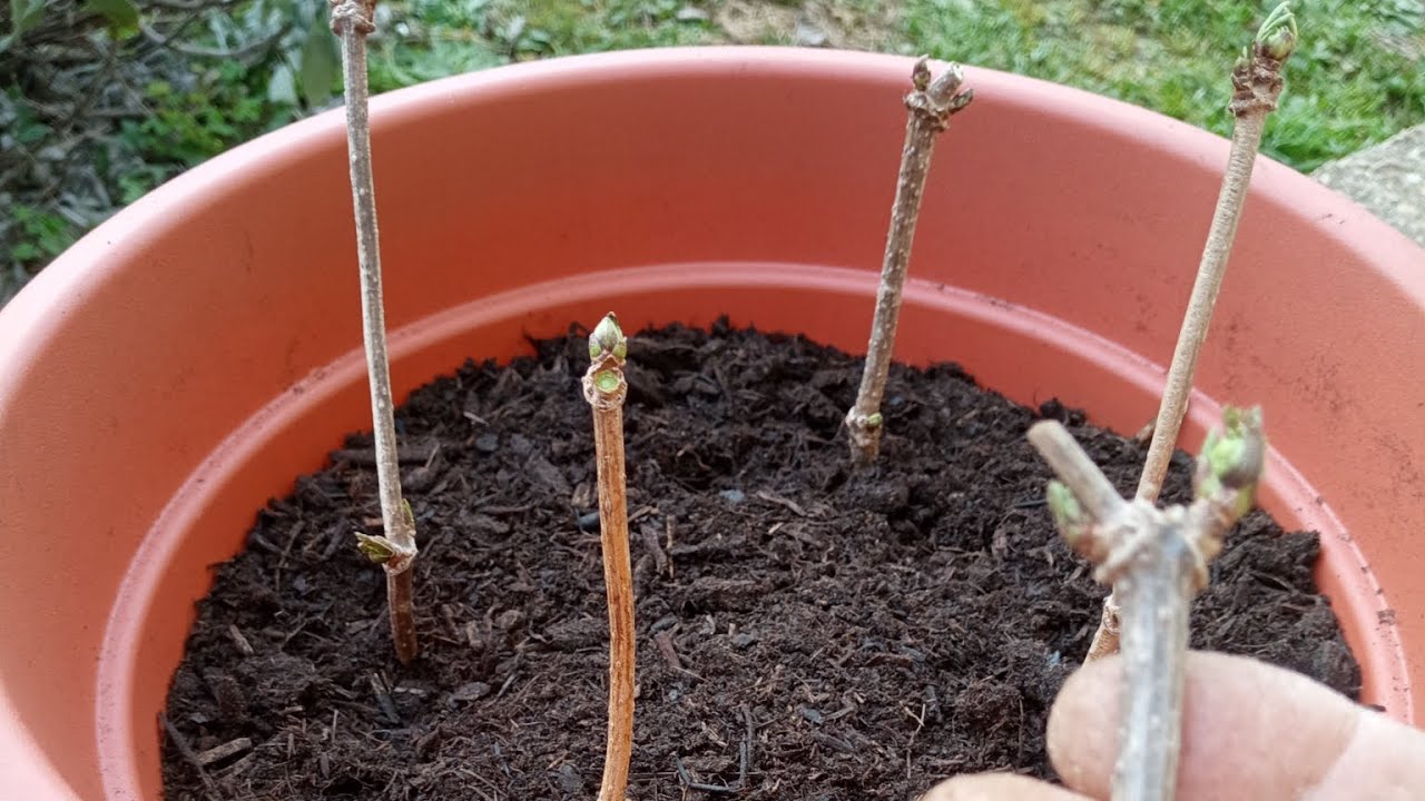 COME FARE UNA TALEA SUL SAMBUCO...?🌿🤠