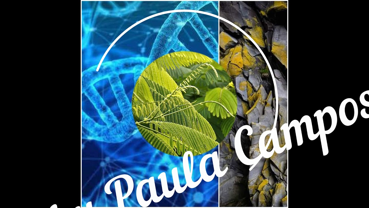 Fotossíntese - Fase Química