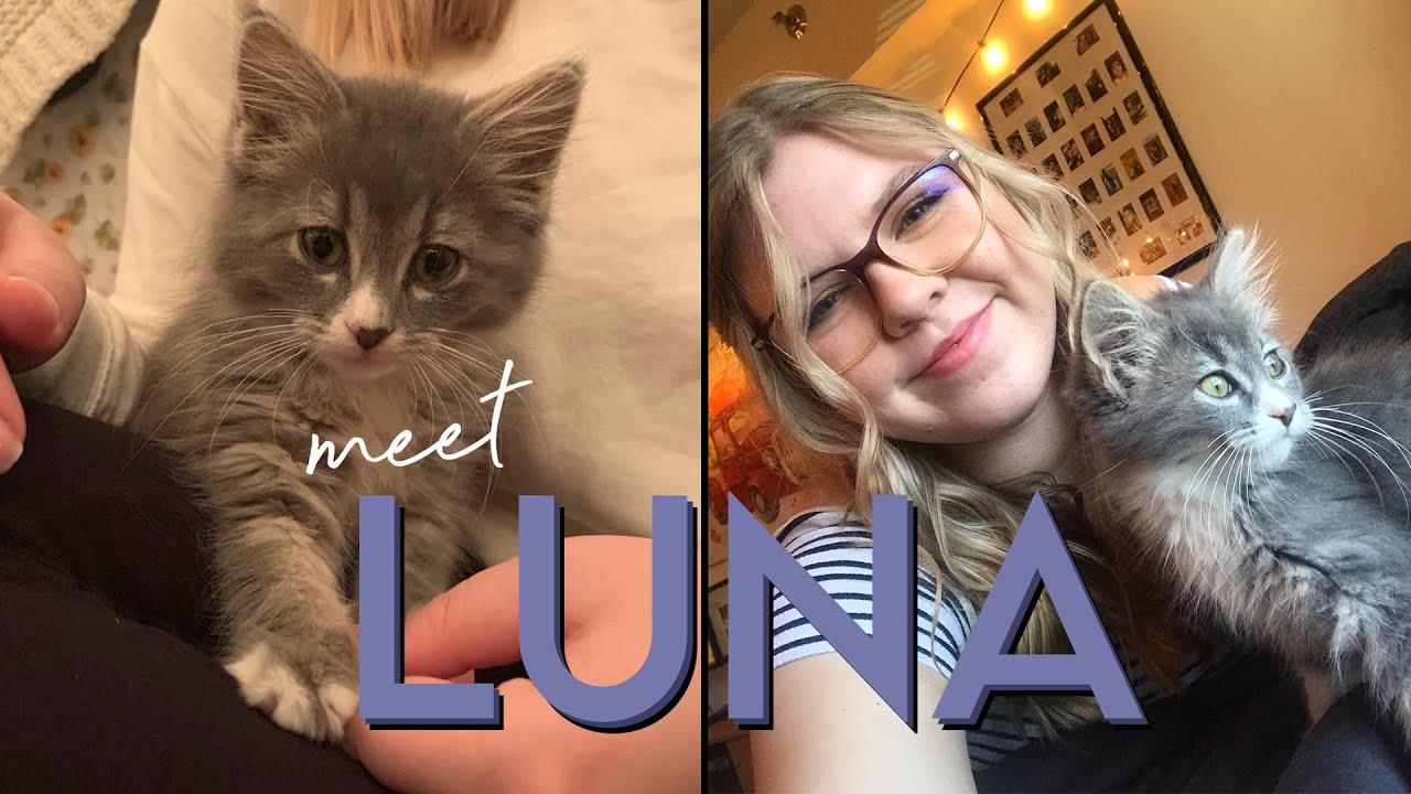 I got a kitten! Meet Luna 🌙