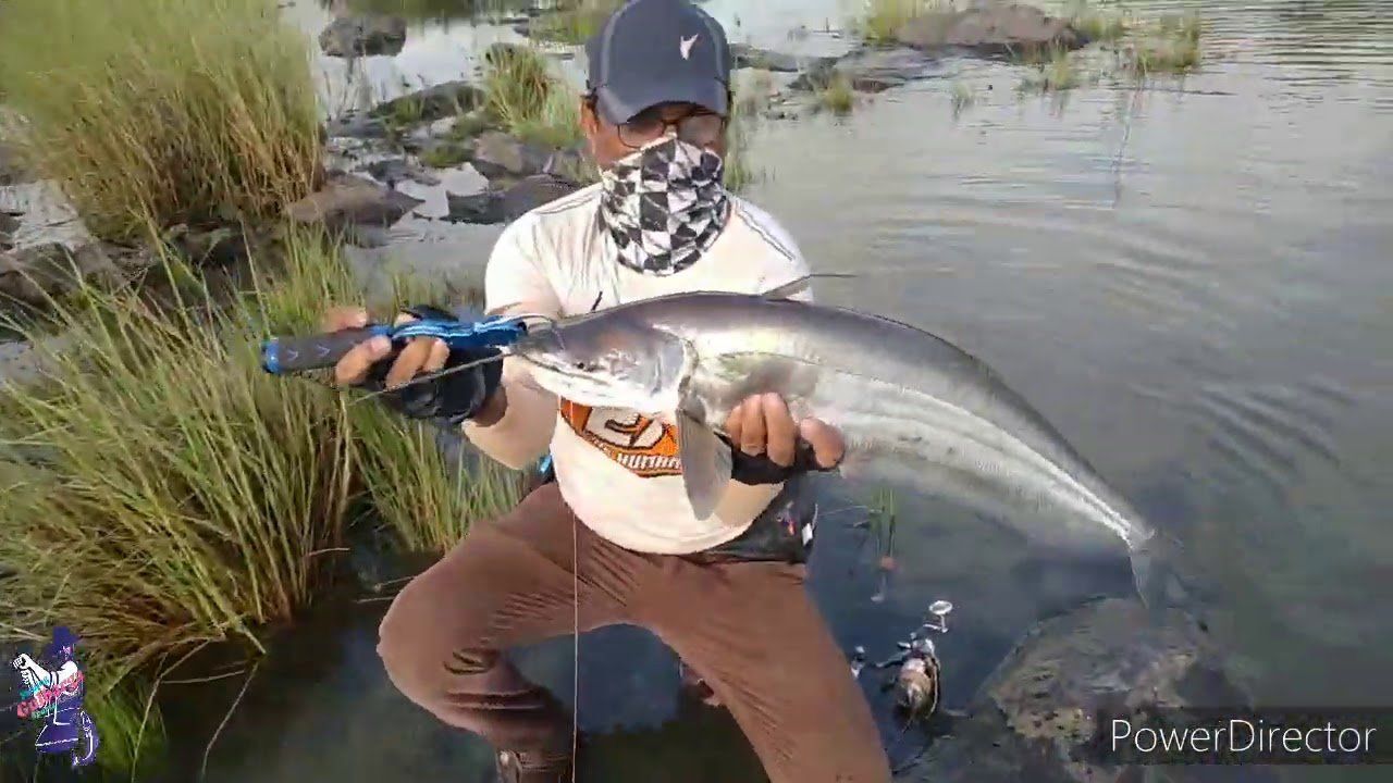 Walagu Attu Pathen Fishing at Gulbarga Karnataka India Catching by A.S.TABRAZ ANGLER