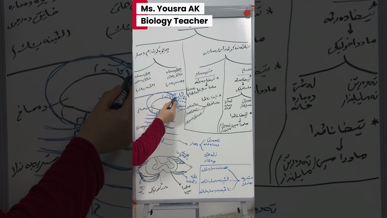 زیندەوەرا پۆلا دوازدێ زانستی بەندێ چارێ - پشکا دوویێ دەمارە کوئەندام : چیوە  کوئەندامێ دەمارێ هەستە