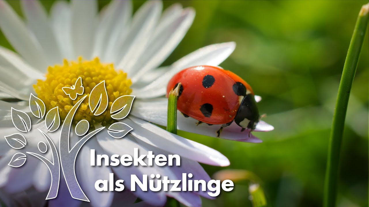 Insekten als N&uuml;tzlinge &ndash; Landschaften voller Leben