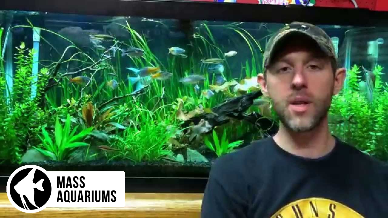 How to TAKE CARE of a PLANTED TANK: Lights, dosing fertilizers, Pressurized CO2,water changes