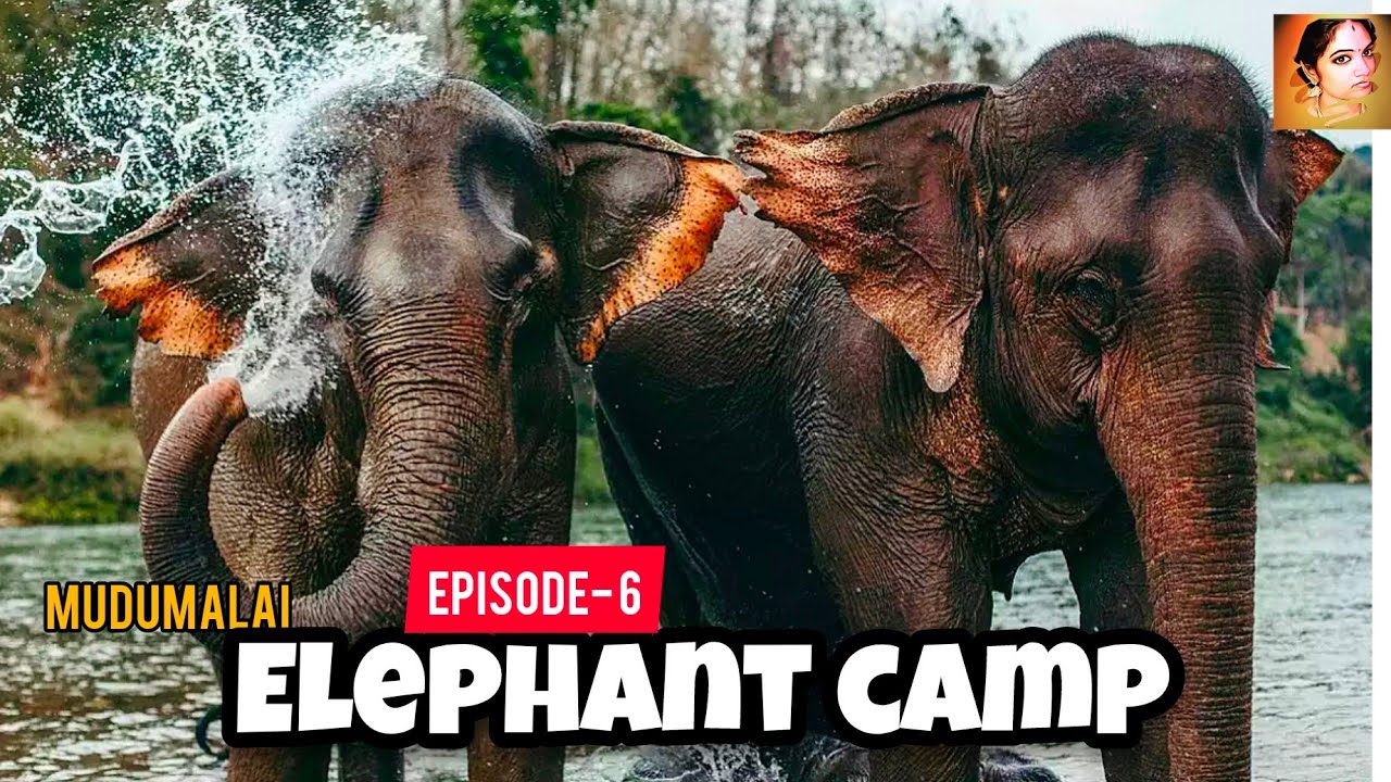 OOTY la Cousin Wedding Ep-6  Elephant Camp