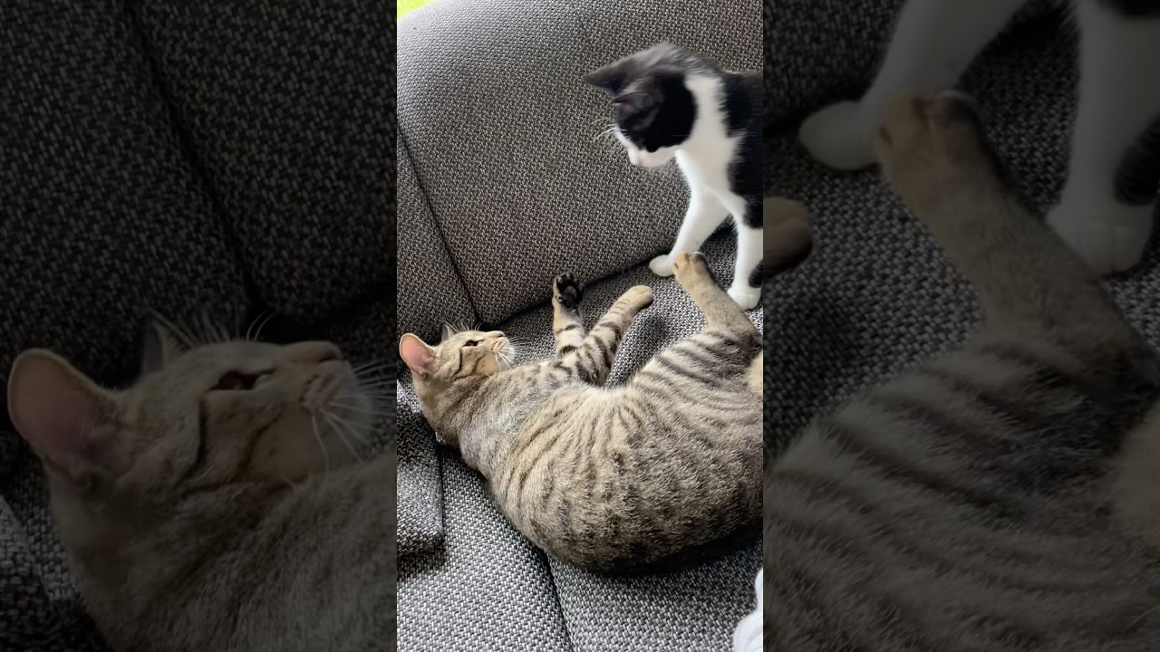 1.Runde geht an Felix 🐈‍⬛ #catlover #catlife #max #felix #shorts_video