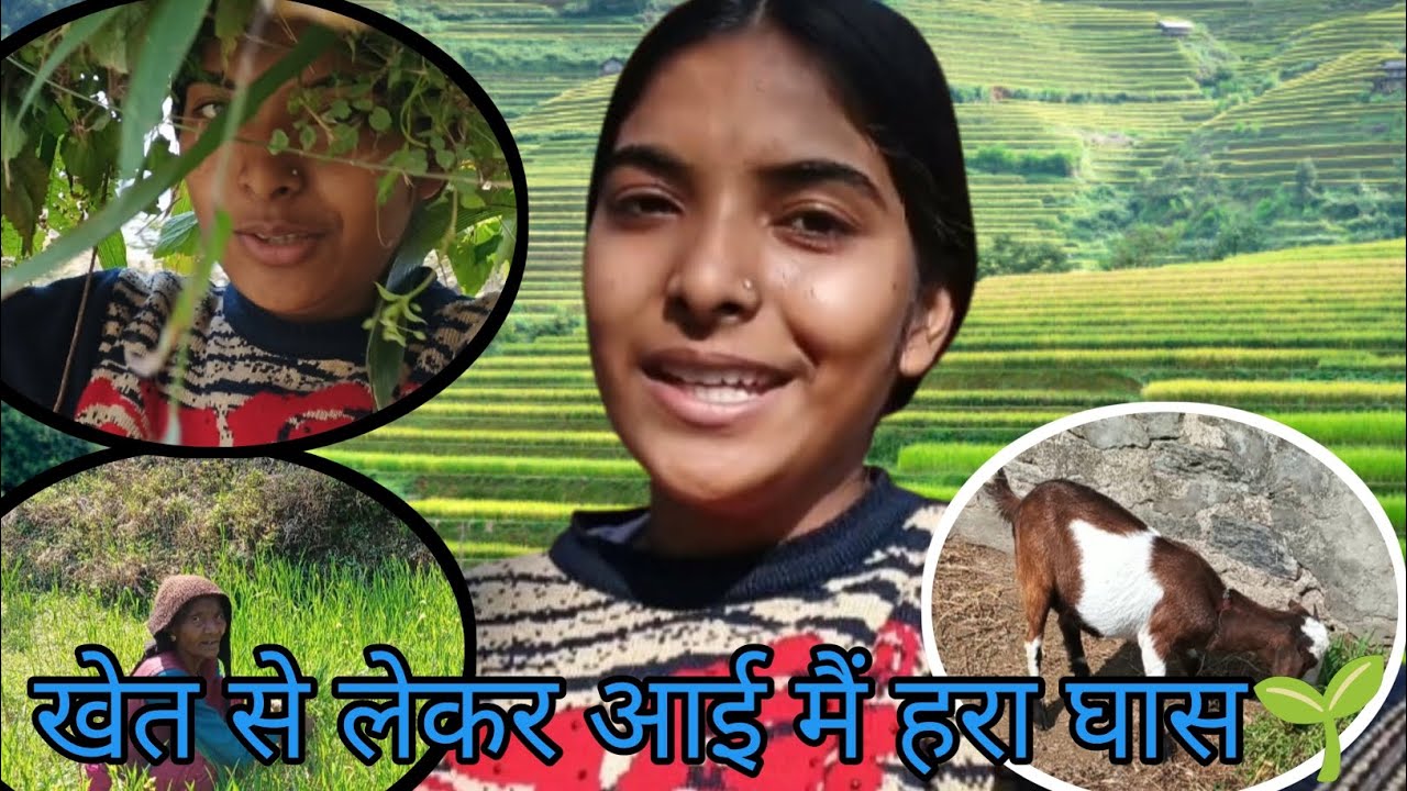 खेत से लेकर आई मैं हरा घास🌱🌱|| #uttarakhand bageshwar wale❤❤