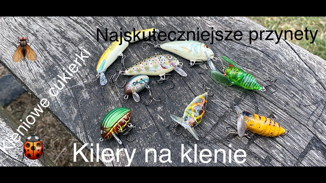 Klenie w lipcu,na co je lowie,zdradzam moje najskuteczniejsze przynety Vlog 67