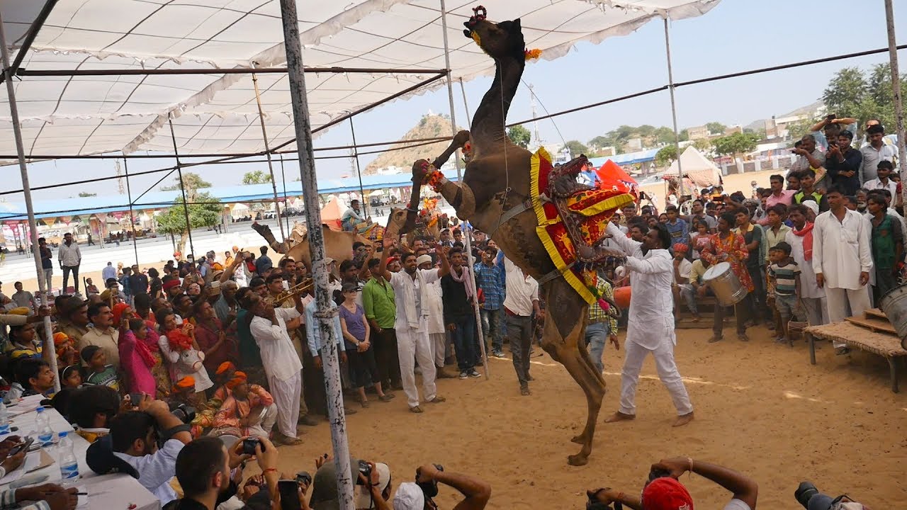 Best Camel Dance Performance Video at Rajasthan Pushkar Camel Fair.Dancing Camel.ऊंट