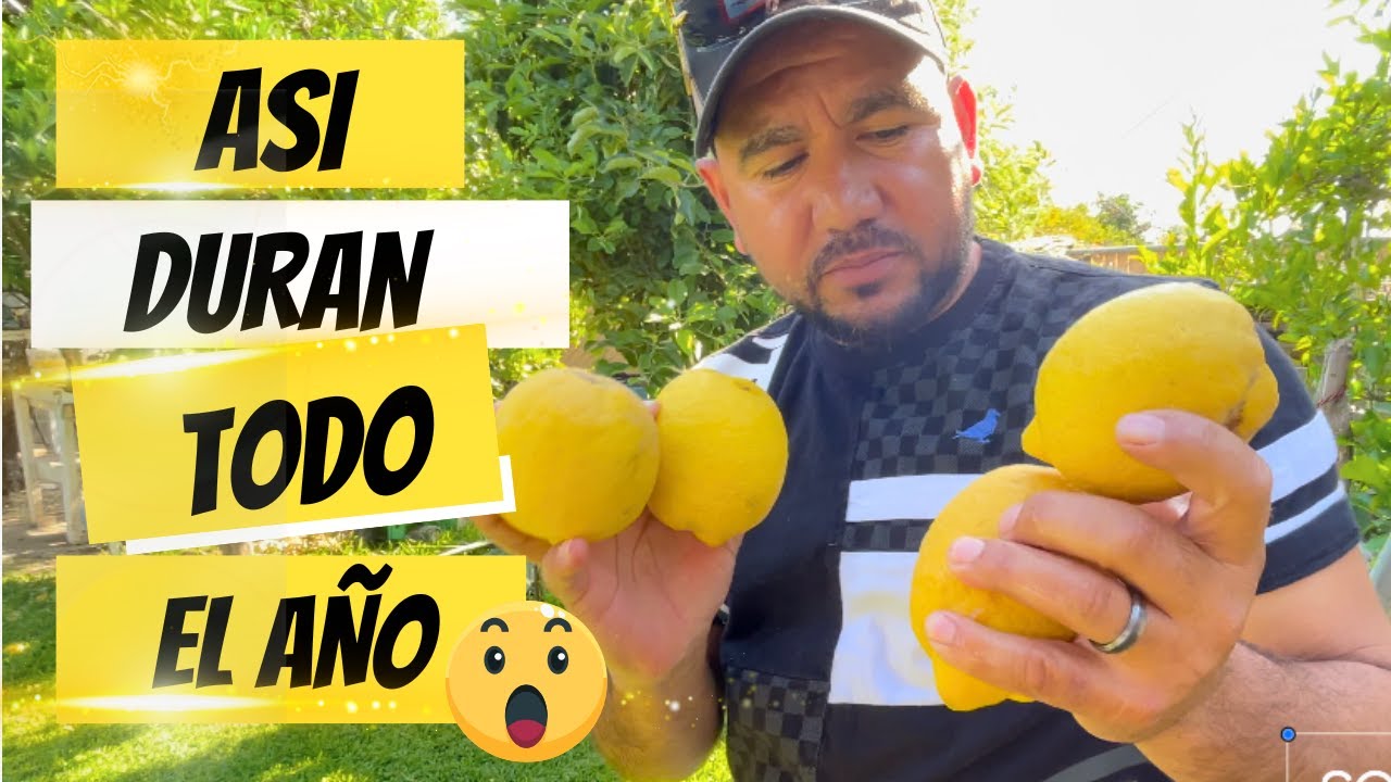 Cómo Conservar Limones Hasta 1 Año en el Refrigerador | Truco Casero Fácil y Efectivo