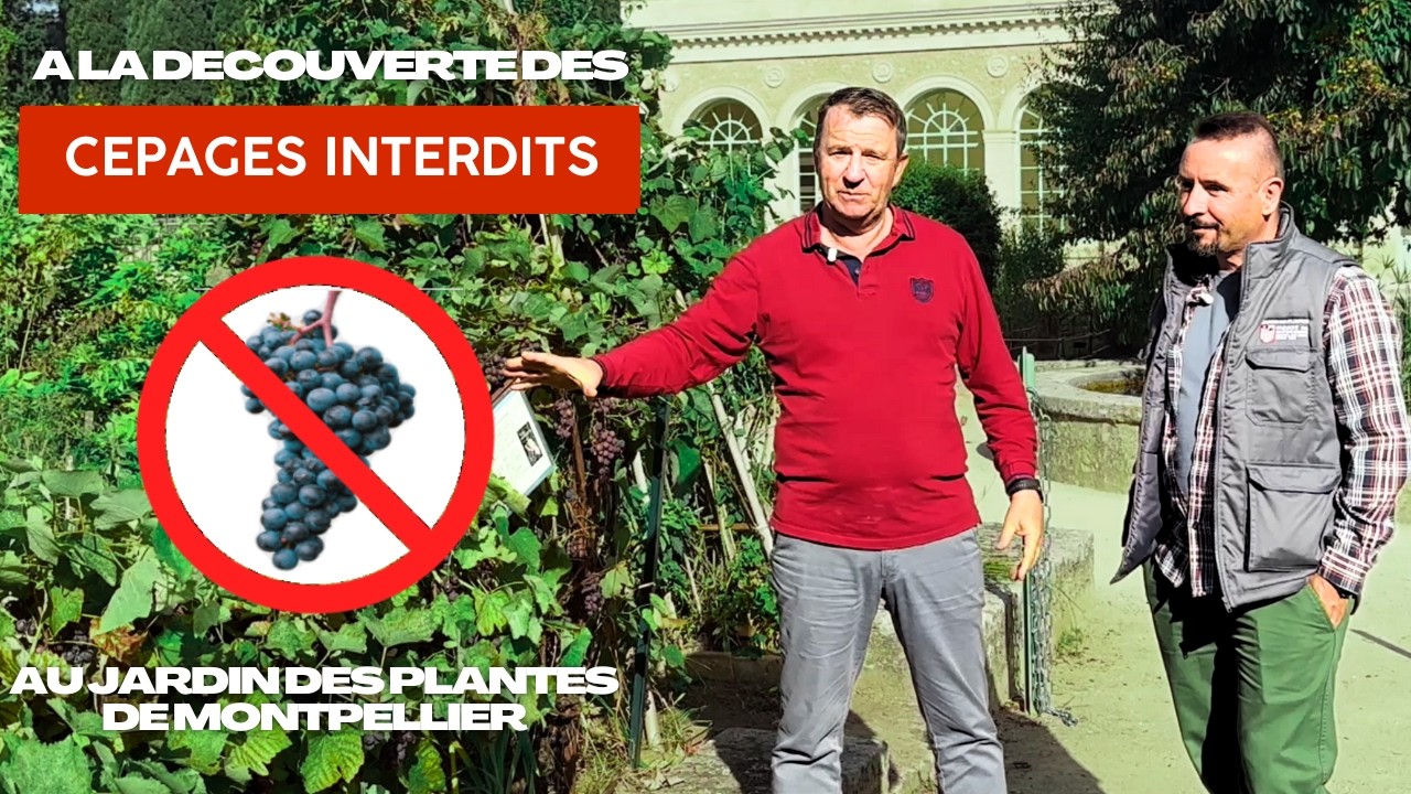 Des cépages interdits au Jardin des Plantes de Montpellier : histoire & visite complète 🍇