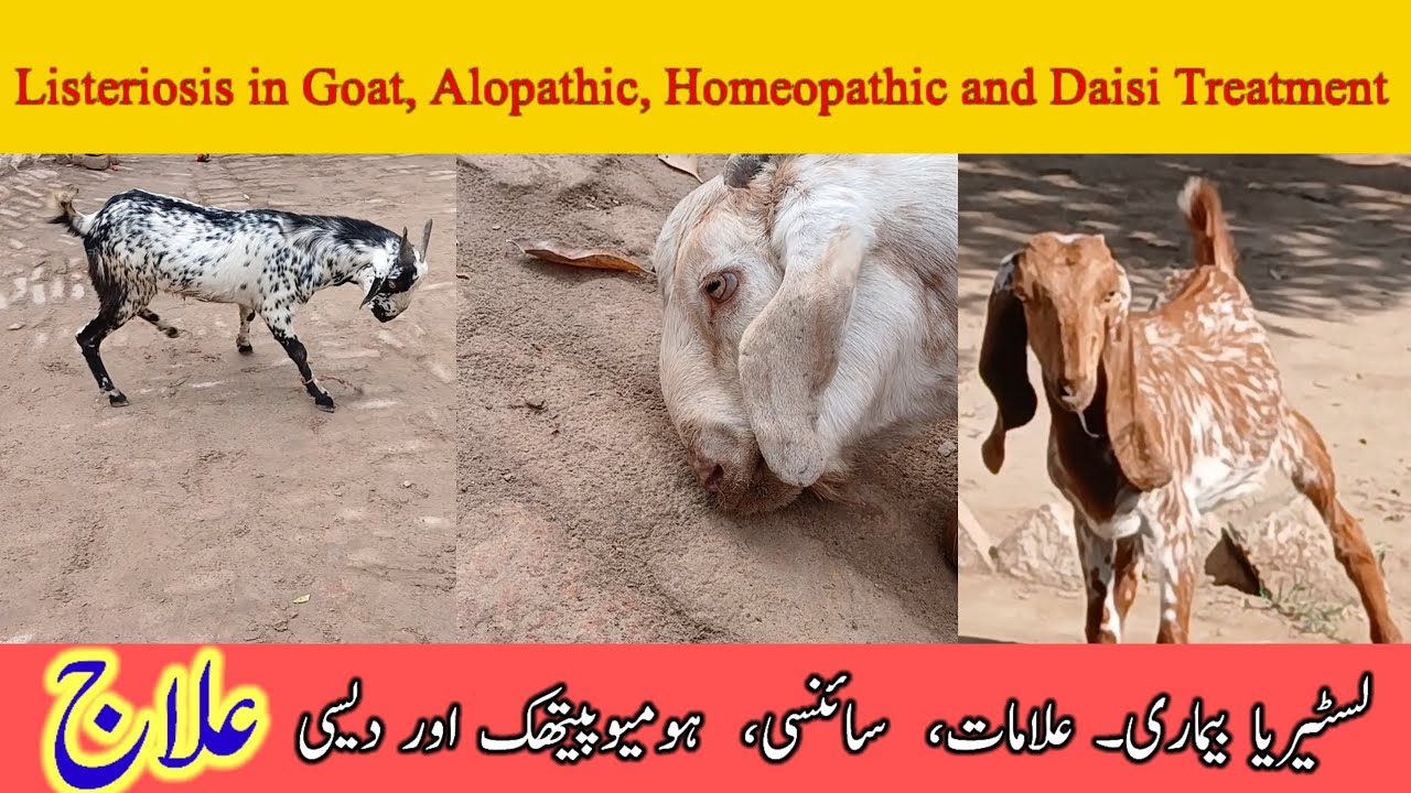 Listeriosis treatment plan| گول چکری کا علاج | Dr Tariq