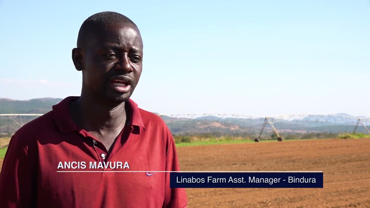 Potato Farming in Zimbabwe: Expert Tips and Tricks for Maximum Yield