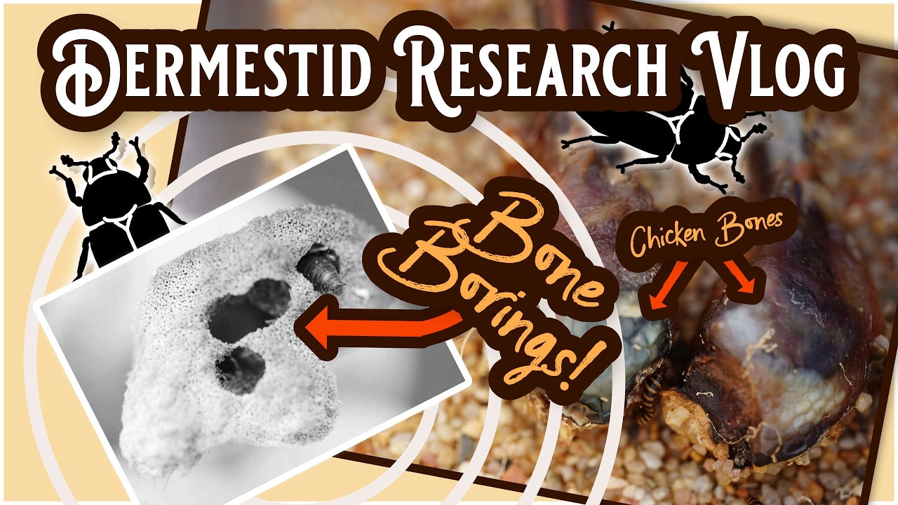 PhD Vlog: Finding Dermestid (Flesh-Eating Beetle) Boreholes in Bone