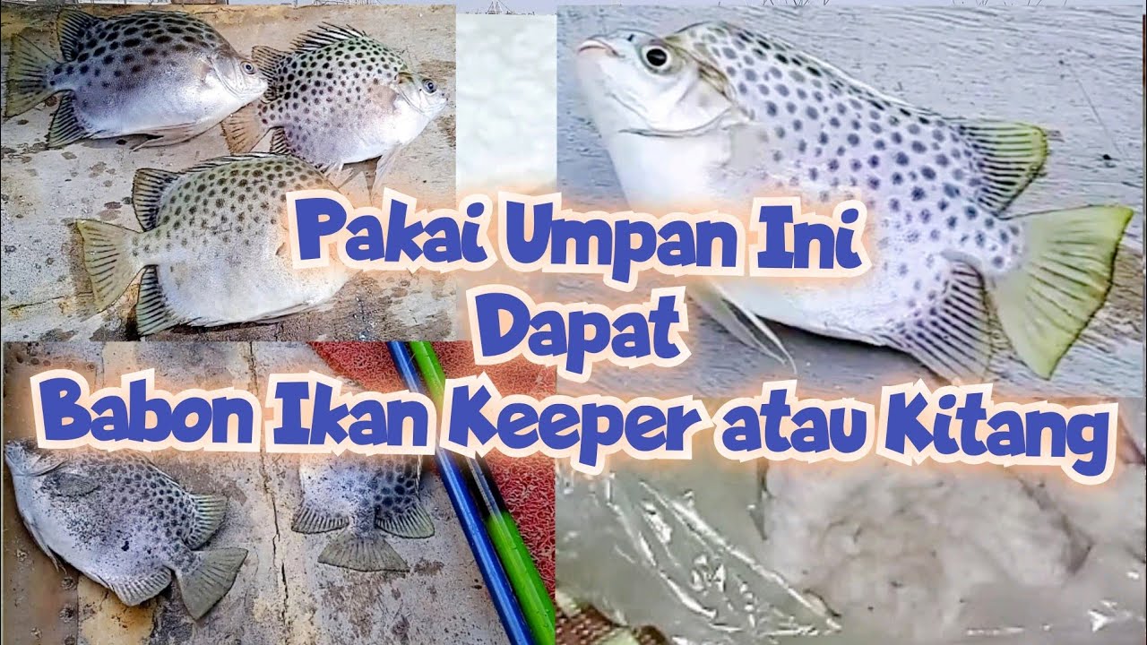 Dengan umpan ini dapat Babon ikan Kiper atau ikan Kitang