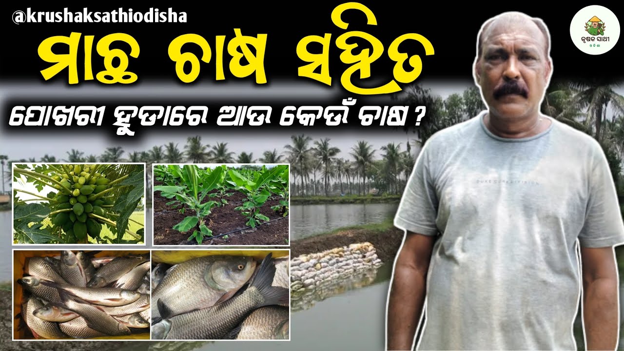 Macha chasa kemiti kariba[ପୋଖରୀ ହୁଡାରେ କେଉଁ ଚାଷ]Integrated Farming|Sajana chasa odia #farming