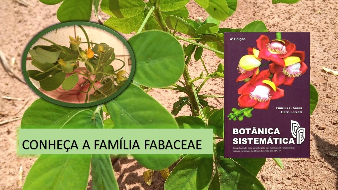 FABACEAE: A FAMÍLIA DO FEDEGOSO