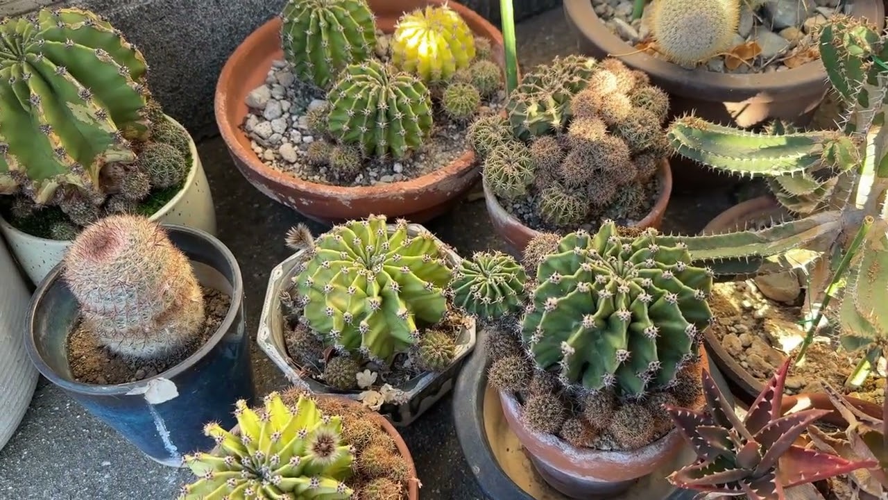 #320 RESCATAMOS CACTUS ABANDONADOS