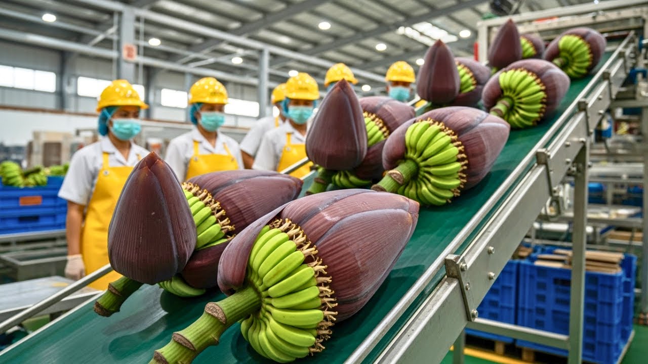 Hidden Factory: Unseen Processing of Banana Blossoms the Old-School Way