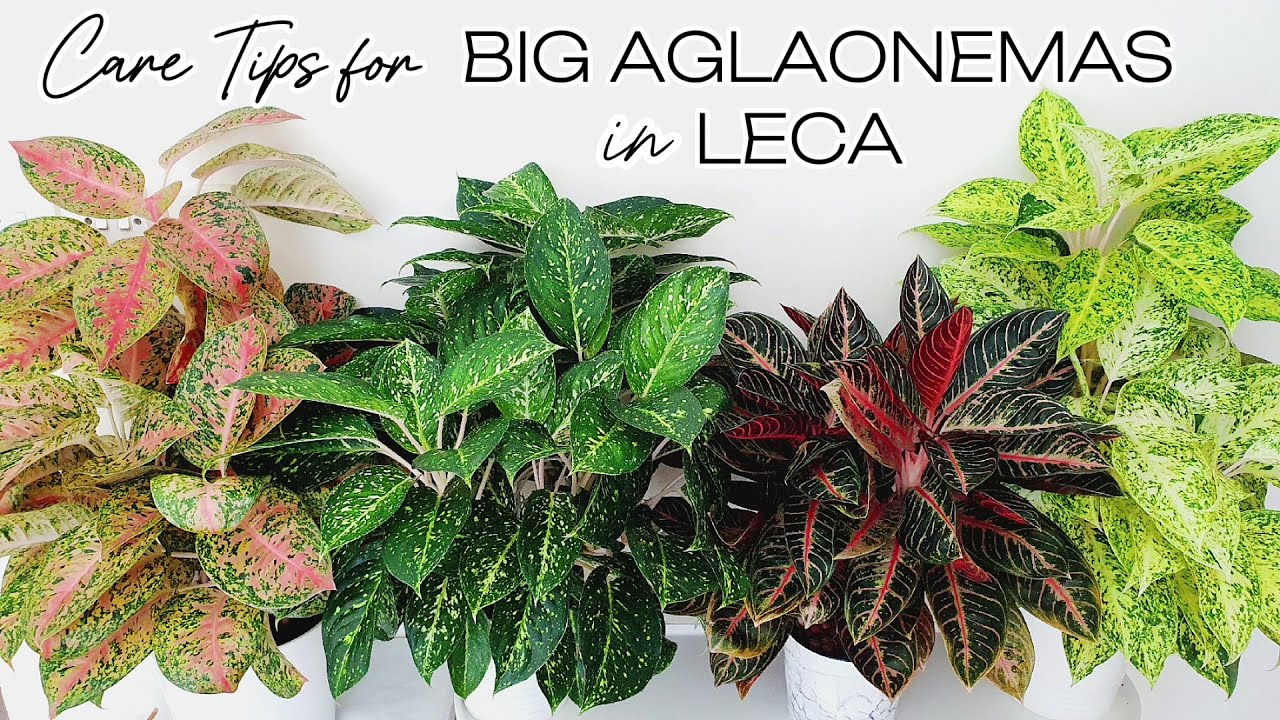 Growing BIG Aglaonemas in LECA | Aglaonema Plant Care Tips | Repot with me