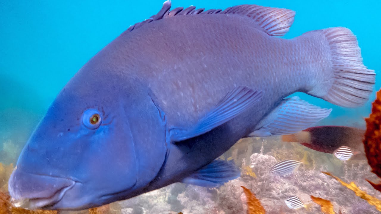 Did you know that fish can change sex | Prof TRACEY ROGERS