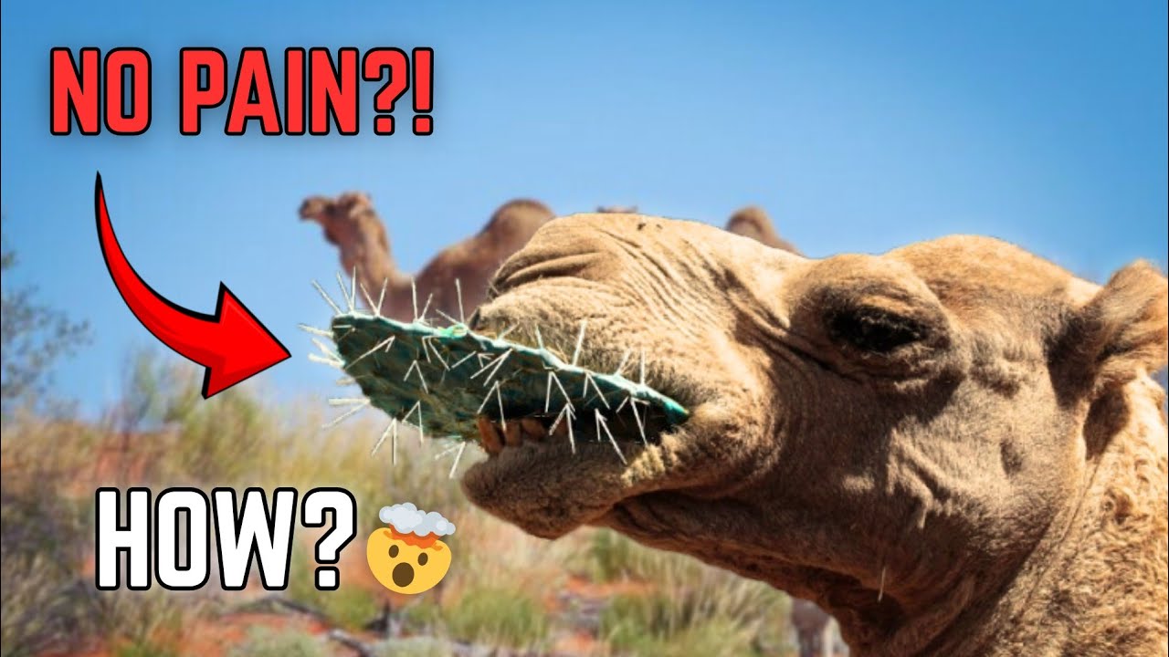How Camels Eat Cactus Without Getting Hurt ‼️