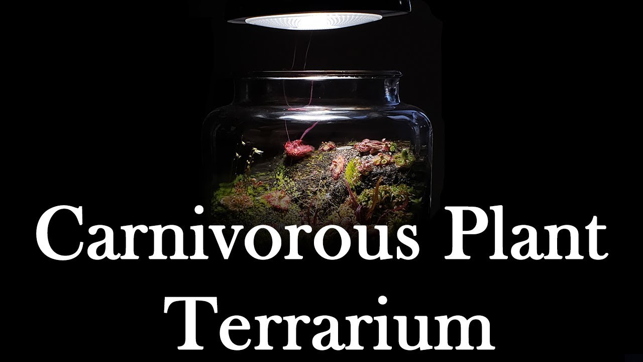 Growing Carnivorous Plants E3: Terrarium Update
