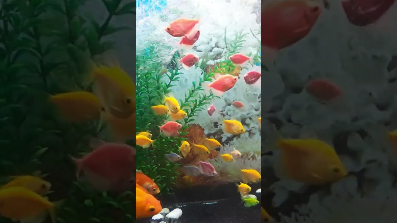 #fishtank #trendingshorts #love