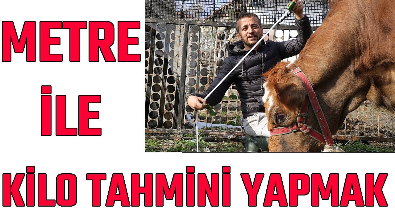 METRE İLE BÜYÜKBAŞ HAYVAN KİLO TAHMİNİ