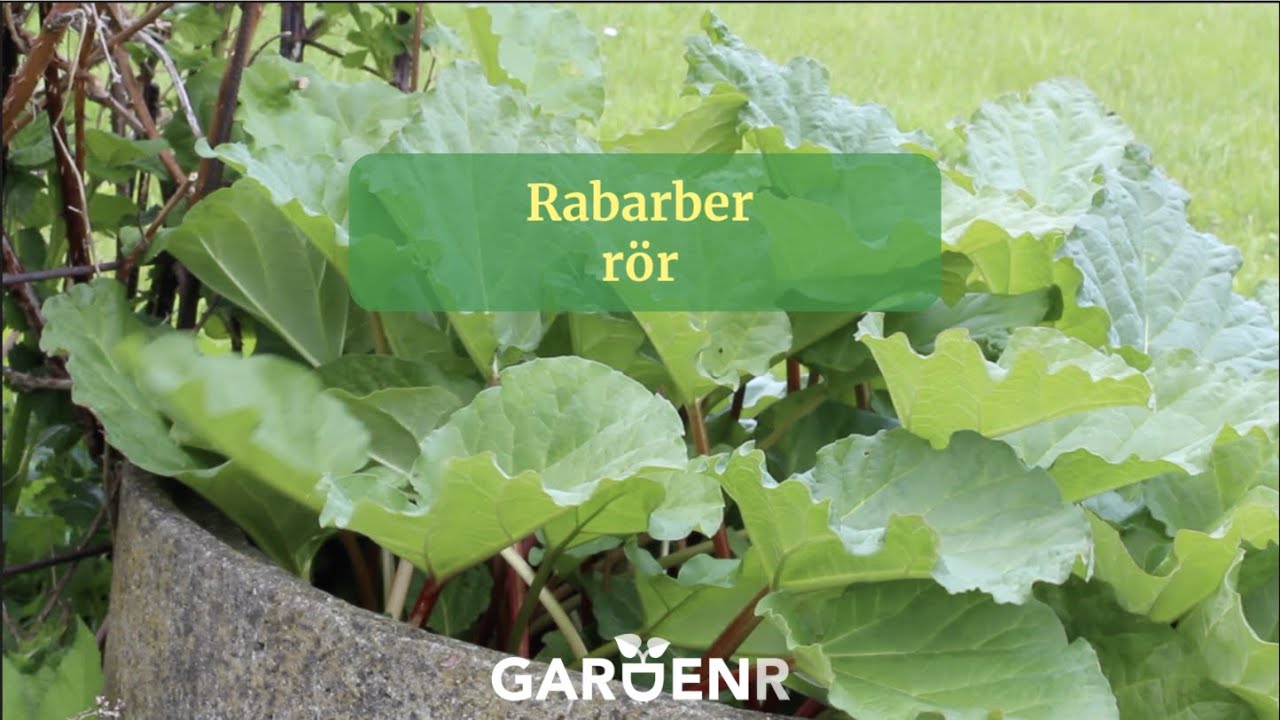 Rabarber-r&ouml;r - Tr&auml;dg&aring;rdshacks med GardenR