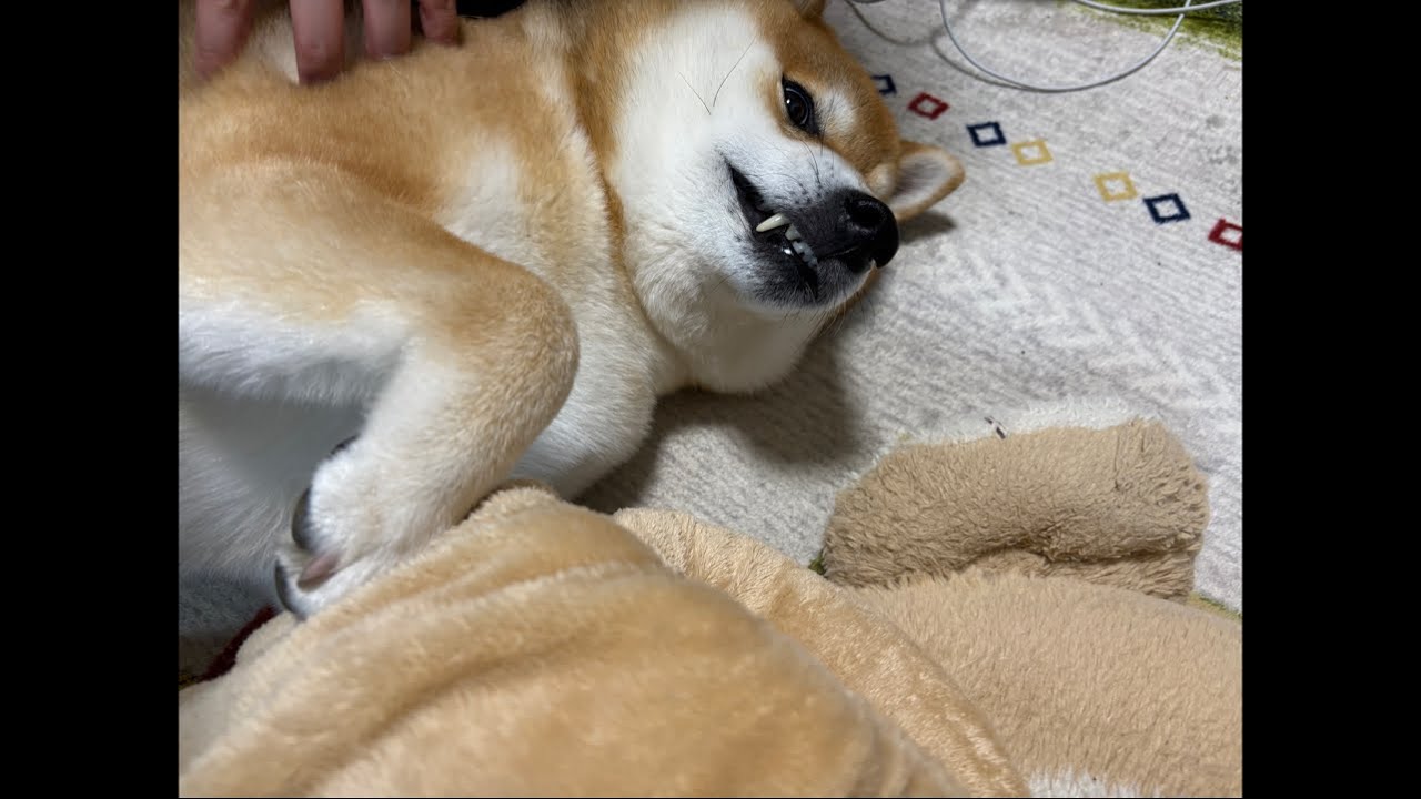 【LIVEアーカイブ】20kg重量級柴犬よもぎ今日も健康にウォーキング🐕💨