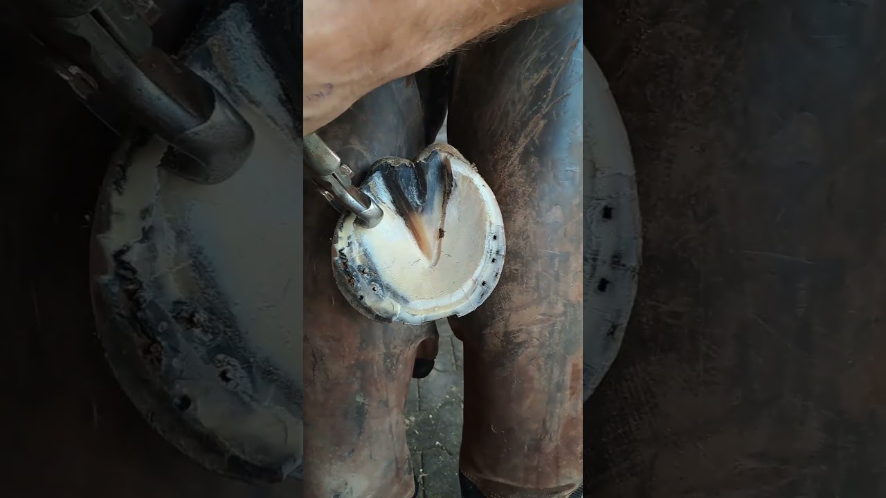 Nie spodziewałeś się takich dźwięk&oacute;w&hellip; Końskie kopyto ASMR