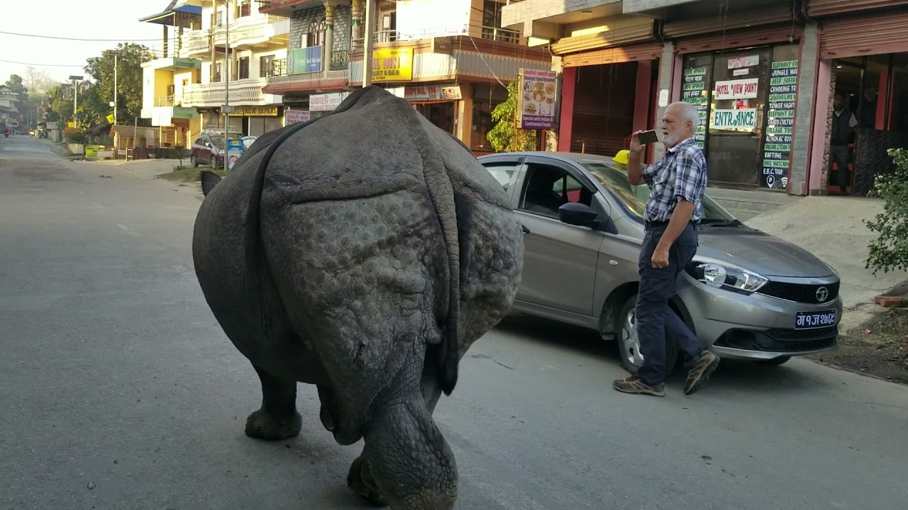 Wild rhino at city
