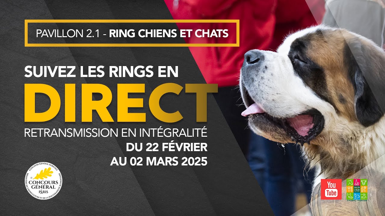 Ring Chiens et Chats 28/02/2025
