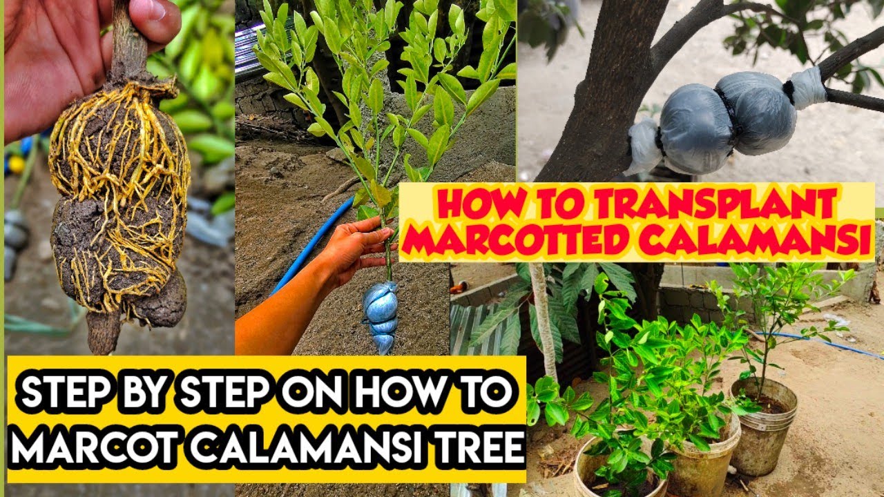 PAANO MAG MARCOT NG CALAMANSI? | RESULT AFTER 1 MONTH NG MARCOTTED CALAMANSI | BACKYARD FARMING