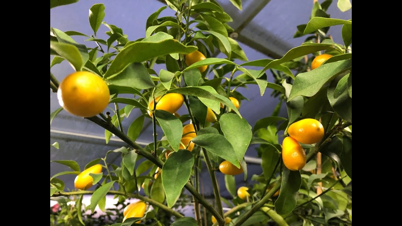🥭🍍Прогулка по зимнему саду с экзотами в феврале. Обзор цитрусов и экзотических растений!🍍🥭