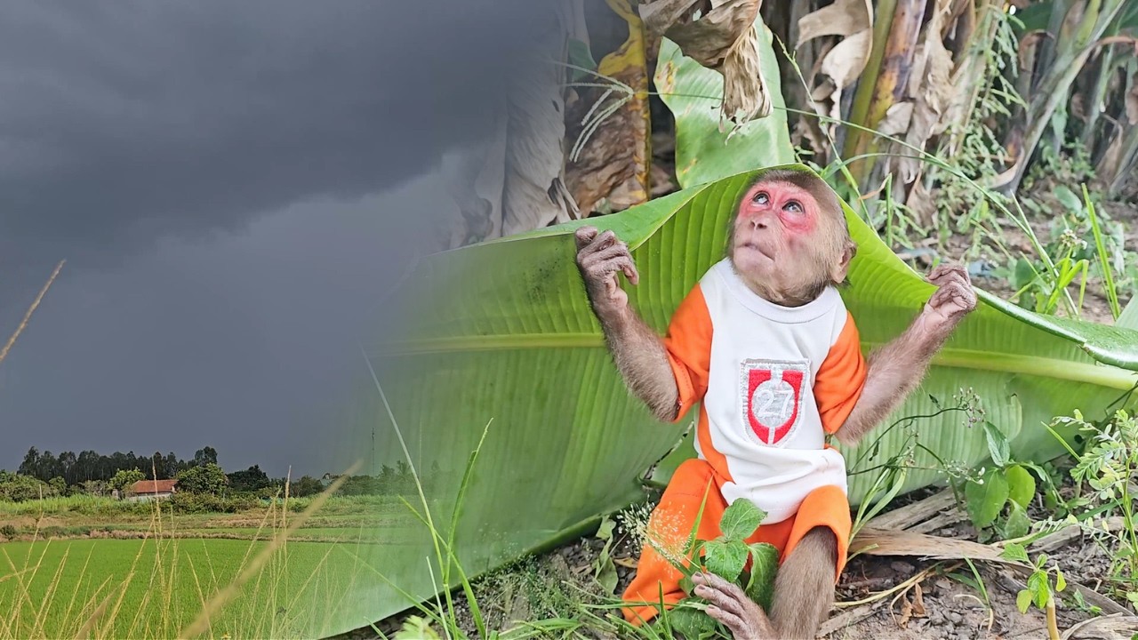 Creative Cover! Monkey SU Brilliant Unexpected Rain Solution!