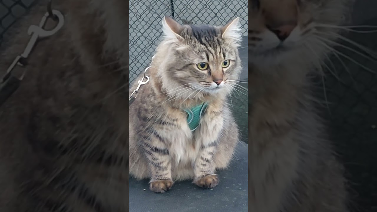 Котик 