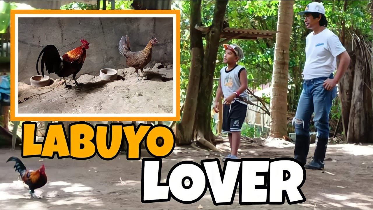 LABUYO PINAPAKAWALAN LANG SA BAKURAN || SOBRANG DAMI😲 #labuyo #junglefowl