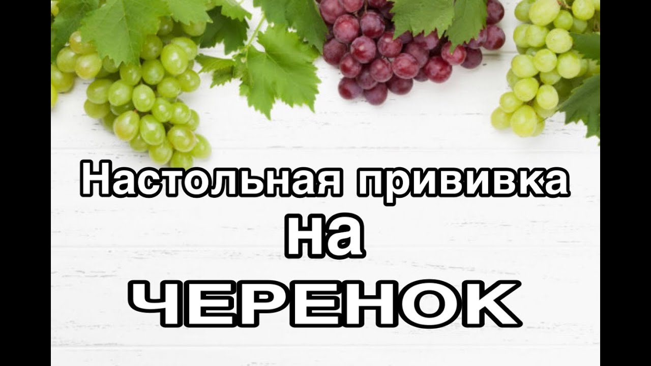Настольная прививка почки на черенок с  укоренением #прививкавинограда #настольнаяпрививка