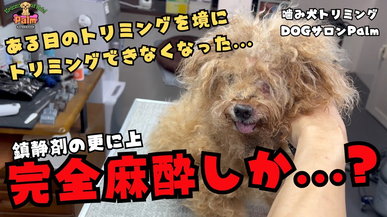 初来店！！鎮静剤でもお顔周りがカットできないトイプードルの噛み犬トリミング！！