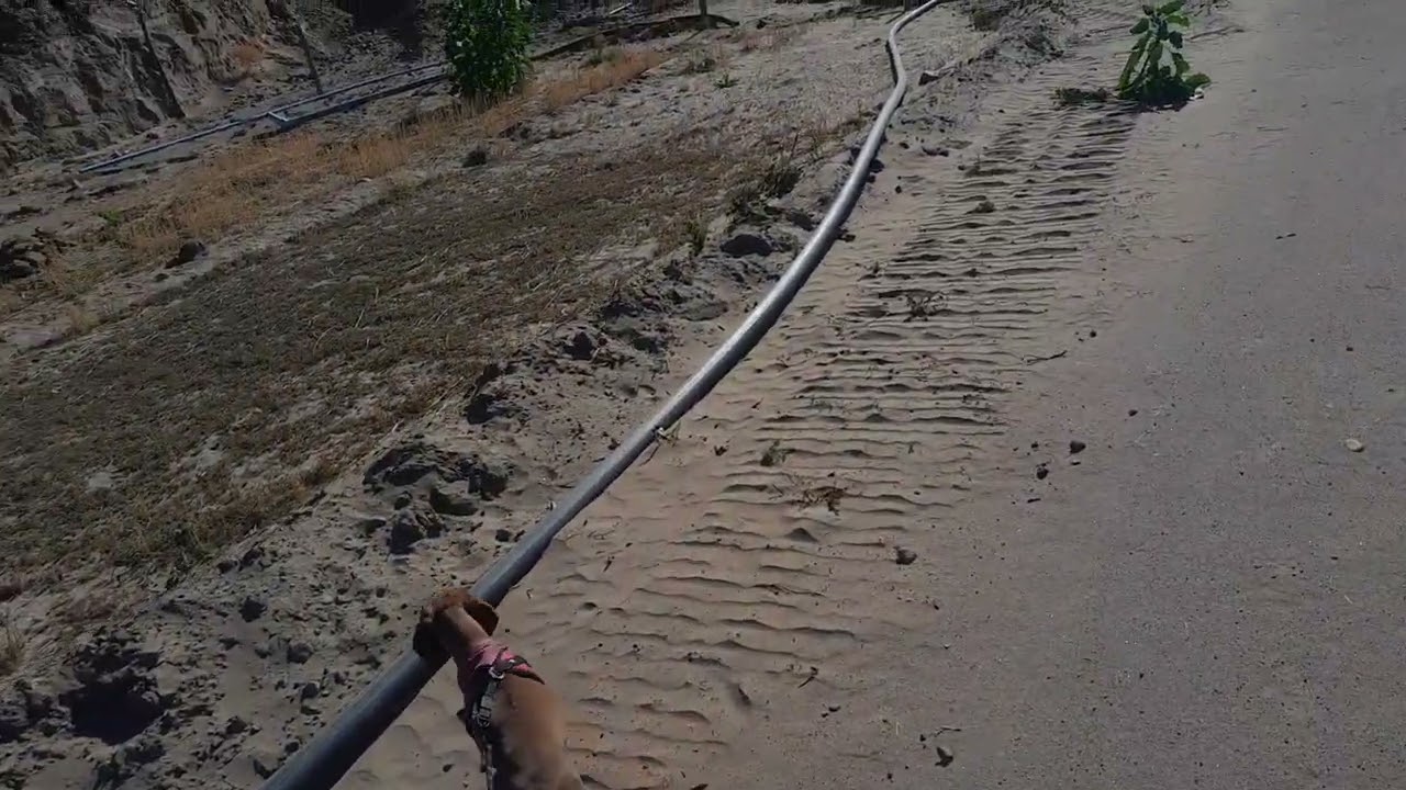Paseo con la leia  por el camping