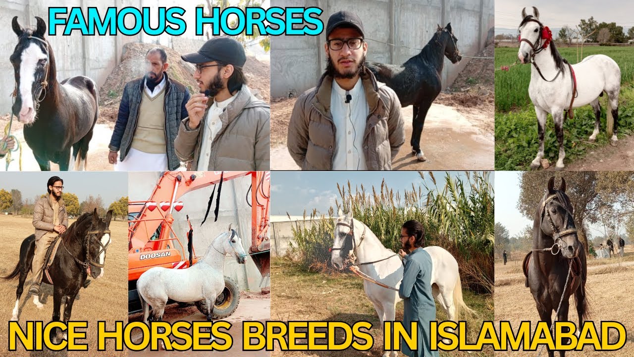 Nice Horses breeds in Islamabad 🖤| Famous dancer Horses |🐴🔥🇵🇰#horse #trend #breeds#farm #pakistan