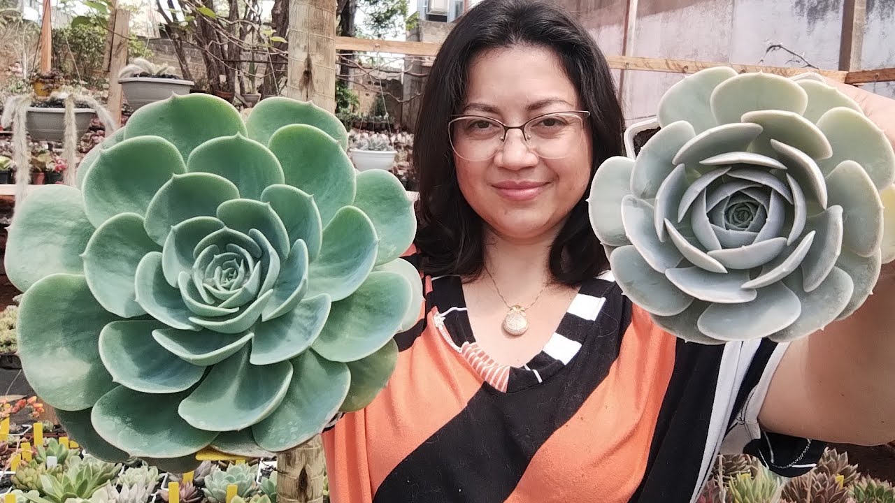🤞🏻VEJA as ROSETAS plantadas com Terra VERMELHA
