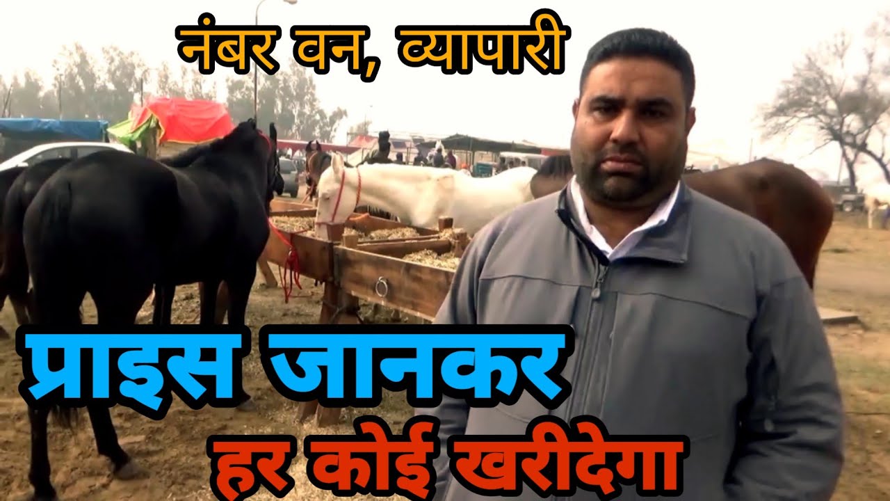 इनसे खरीदो रीजनेबल प्राइस में मारवाड़ी घोड़े ओर नुकरे बच्चे!! Maghi Mela Muktsar