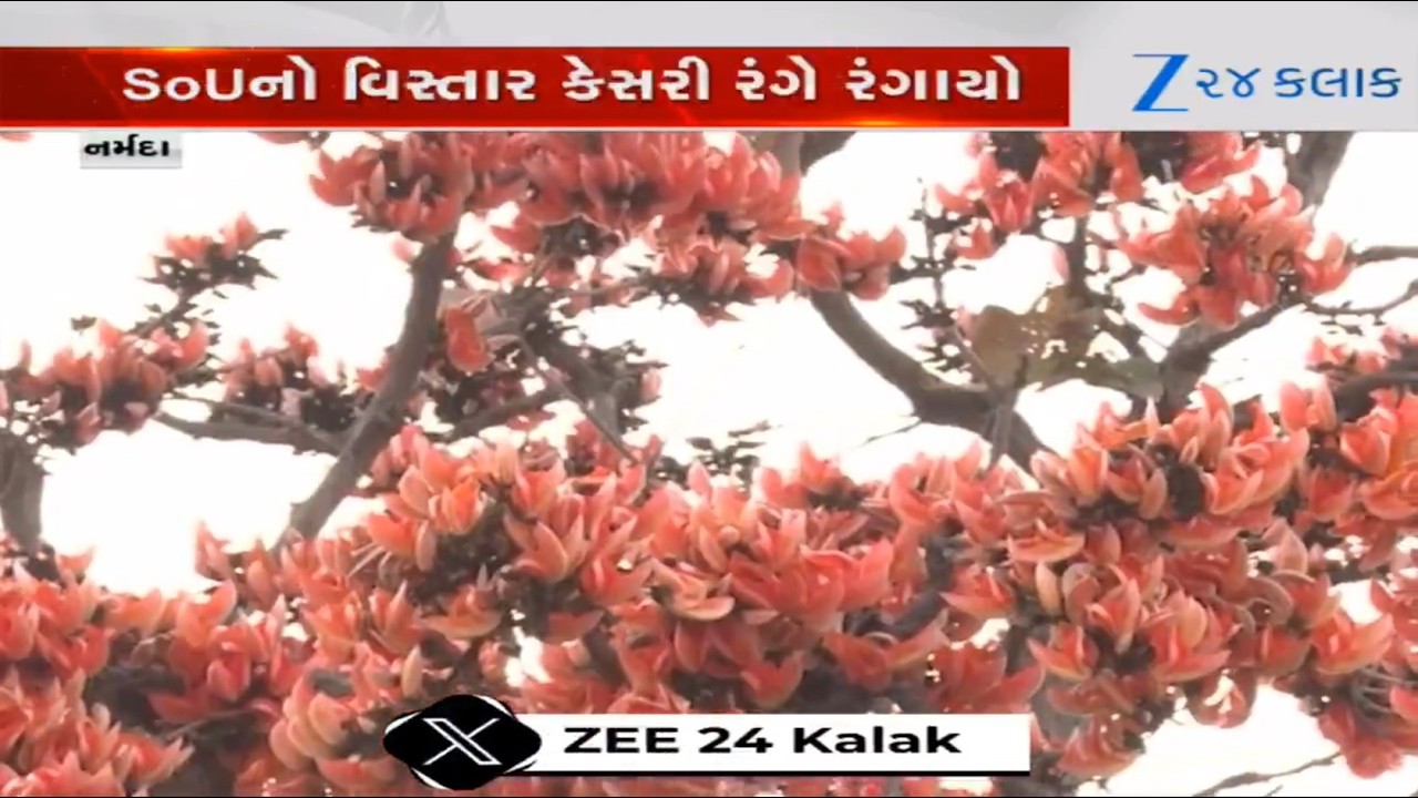 Narmadaના જંગલોમાં કેસૂડાએ અદભૂત આભા બિછાવી, જુઓ 'કેસરી સોના'નો અદભુત નજારો